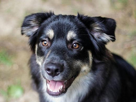 a black and white dog with expressive brown eyes