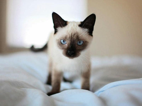 Siamese kitten with striking blue eyes stands on a soft bed