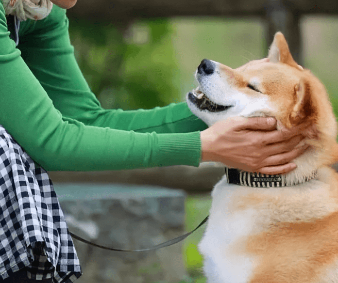 Picture of Effective Tips to Reduce Dog Barking: Training Methods for a Quieter ...
