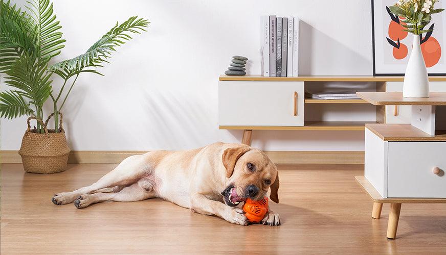 Pet ToysđHappy and Healthy Playtime