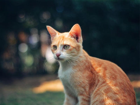 Why Does My Cat Bite and Then Lick Me?