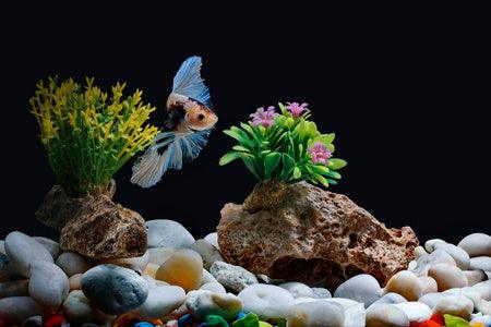The Art of Aquascaping: Transforming Your Aquarium into a Living Masterpiece