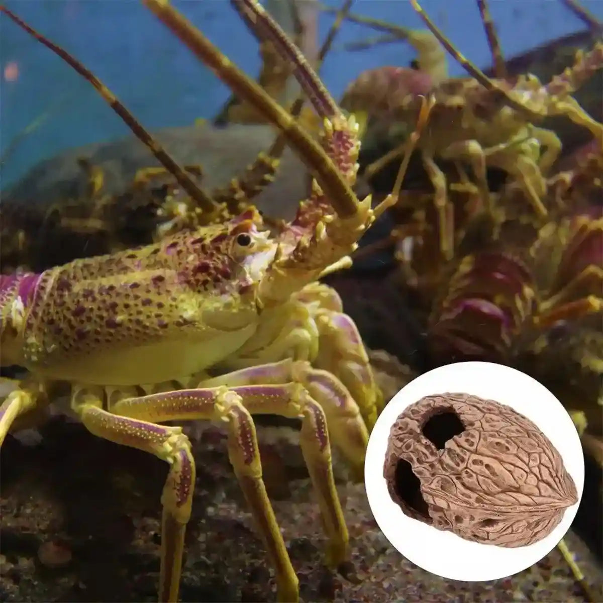 Walnut Reptile Hideout Cave for Lizards and Small Pets