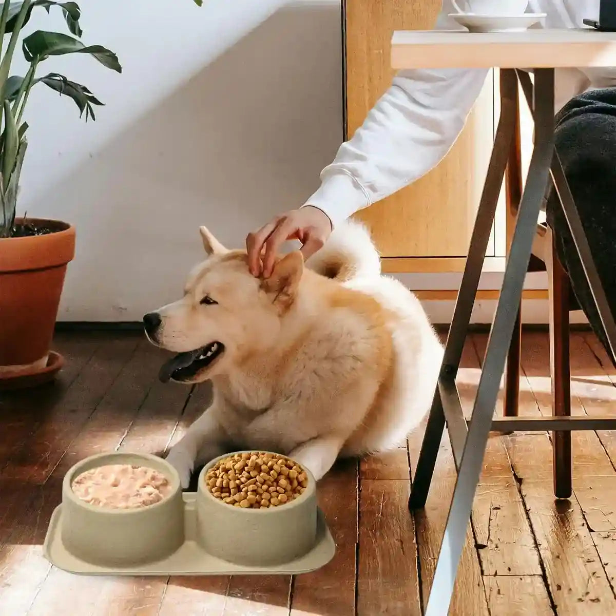 10PCS Disposable Pet Double Bowl Set Biodegradable with Tilt Design