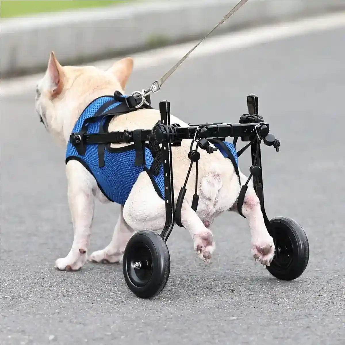 Adjustable Pet Wheelchair for Disabled Dogs and Cats (5.5–10kg)
