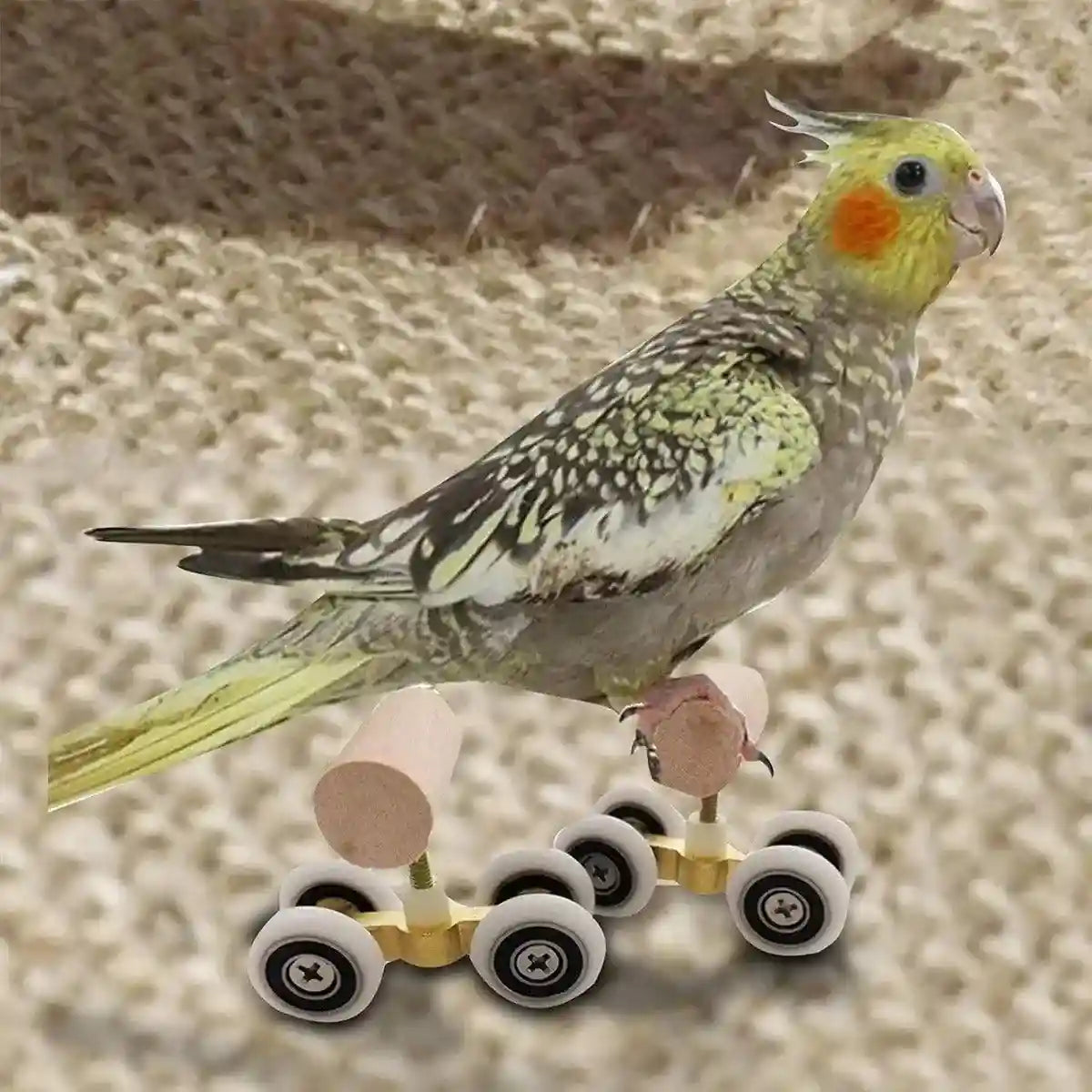 Mini Parrot Roller Skates with Secure Wooden Bird Perches for Training & Play