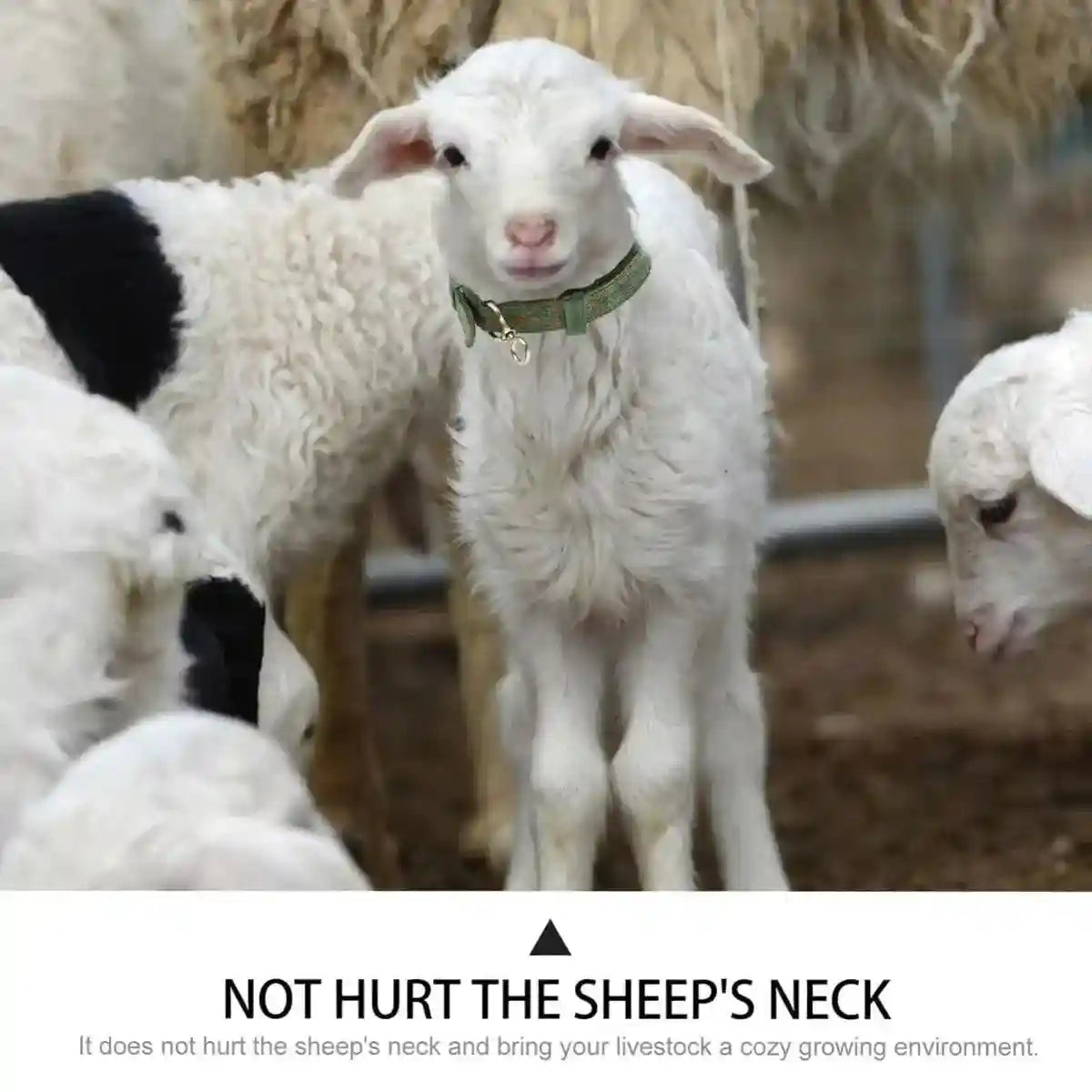 Adjustable Sheep Collar for Goats & Working Dogs Heavy-Duty Canvas Design