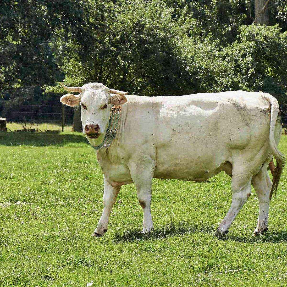 Heavy-Duty Adjustable Cattle Collar with Metal Buckle – Wear-Resistant Canvas