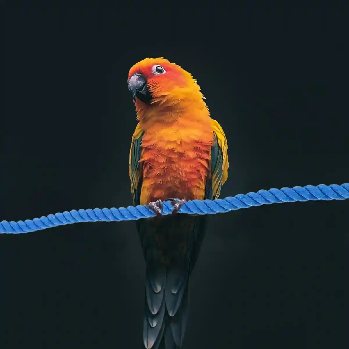 Flexible Bird Rope Perch for Parrots & Pet Birds 55–100cm Options