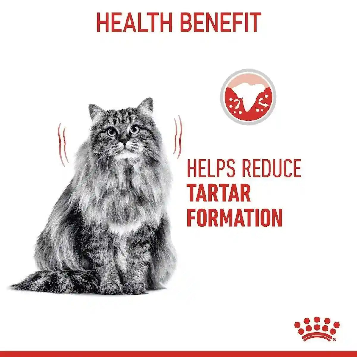 Royal Canin Dental Care Adult Dry Cat Food 400g