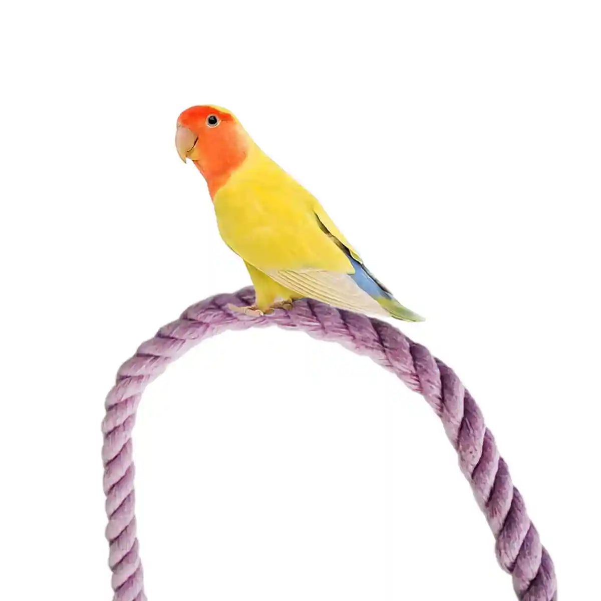 Flexible Bird Rope Perch for Parrots & Pet Birds 55–100cm Options