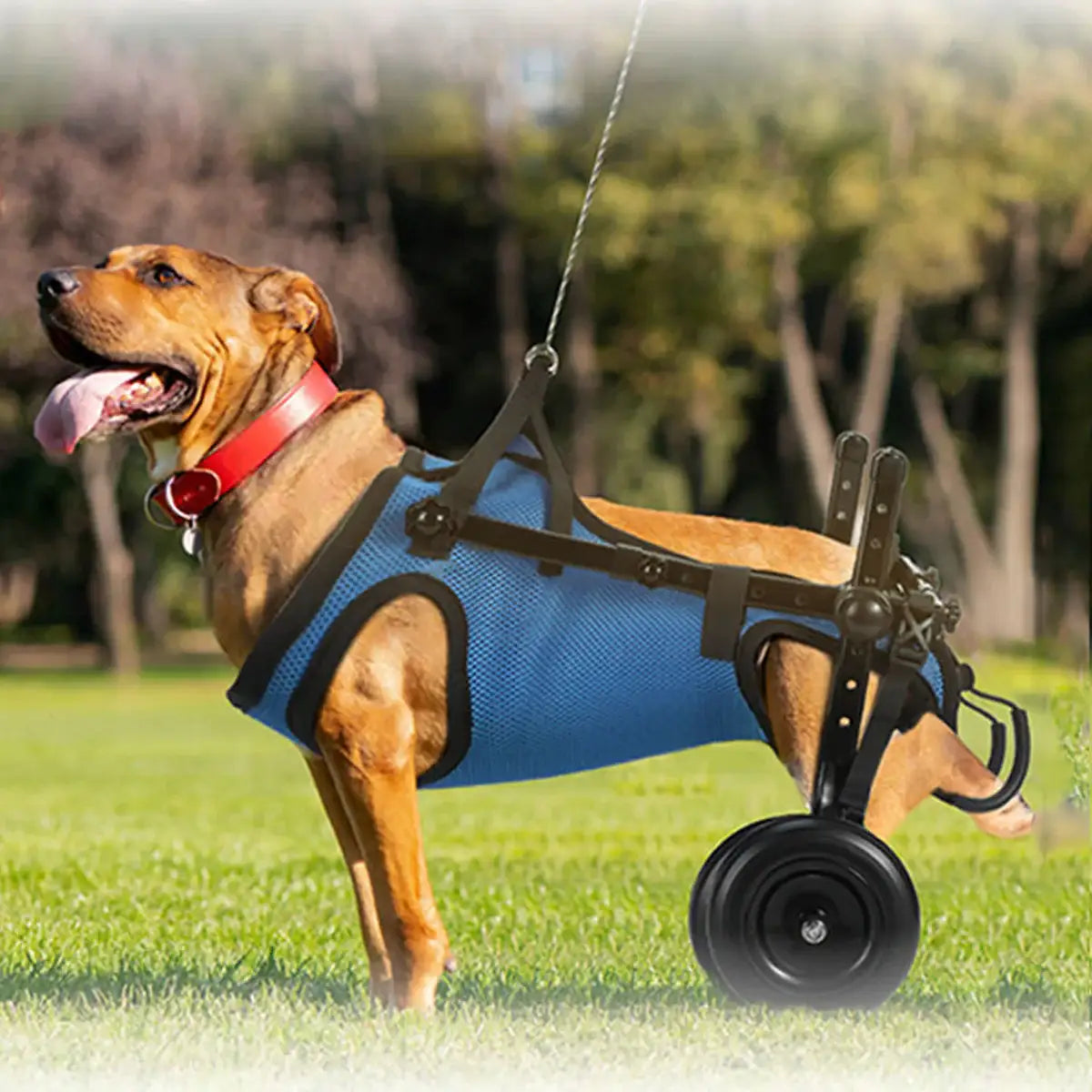 Adjustable Pet Wheelchair for Disabled Dogs and Cats (5.5–10kg)