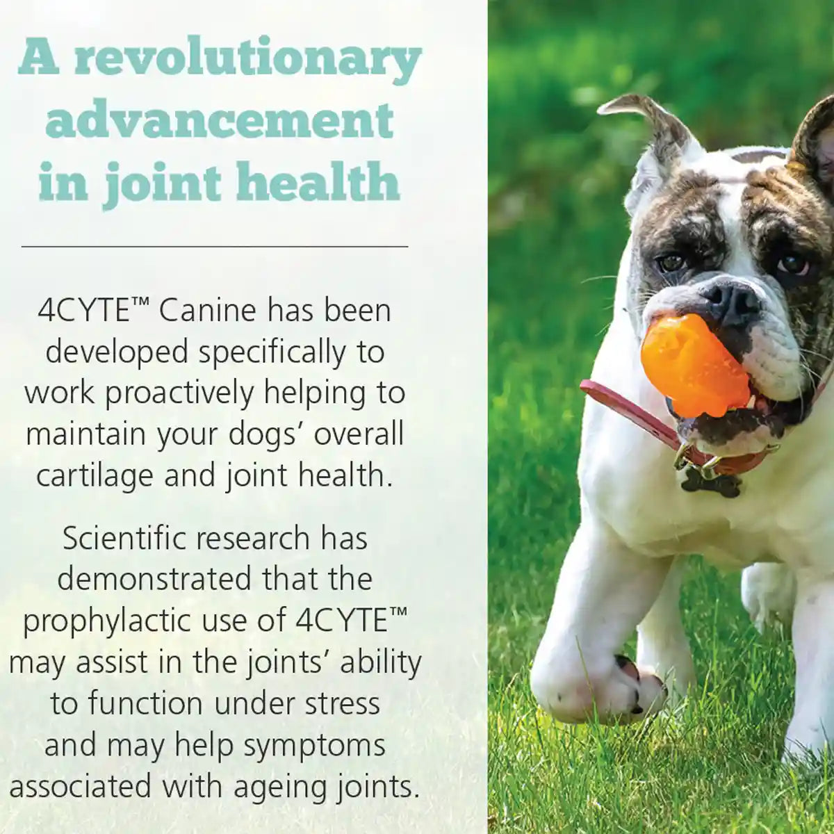 100G 4CYTE DOG GRANULES