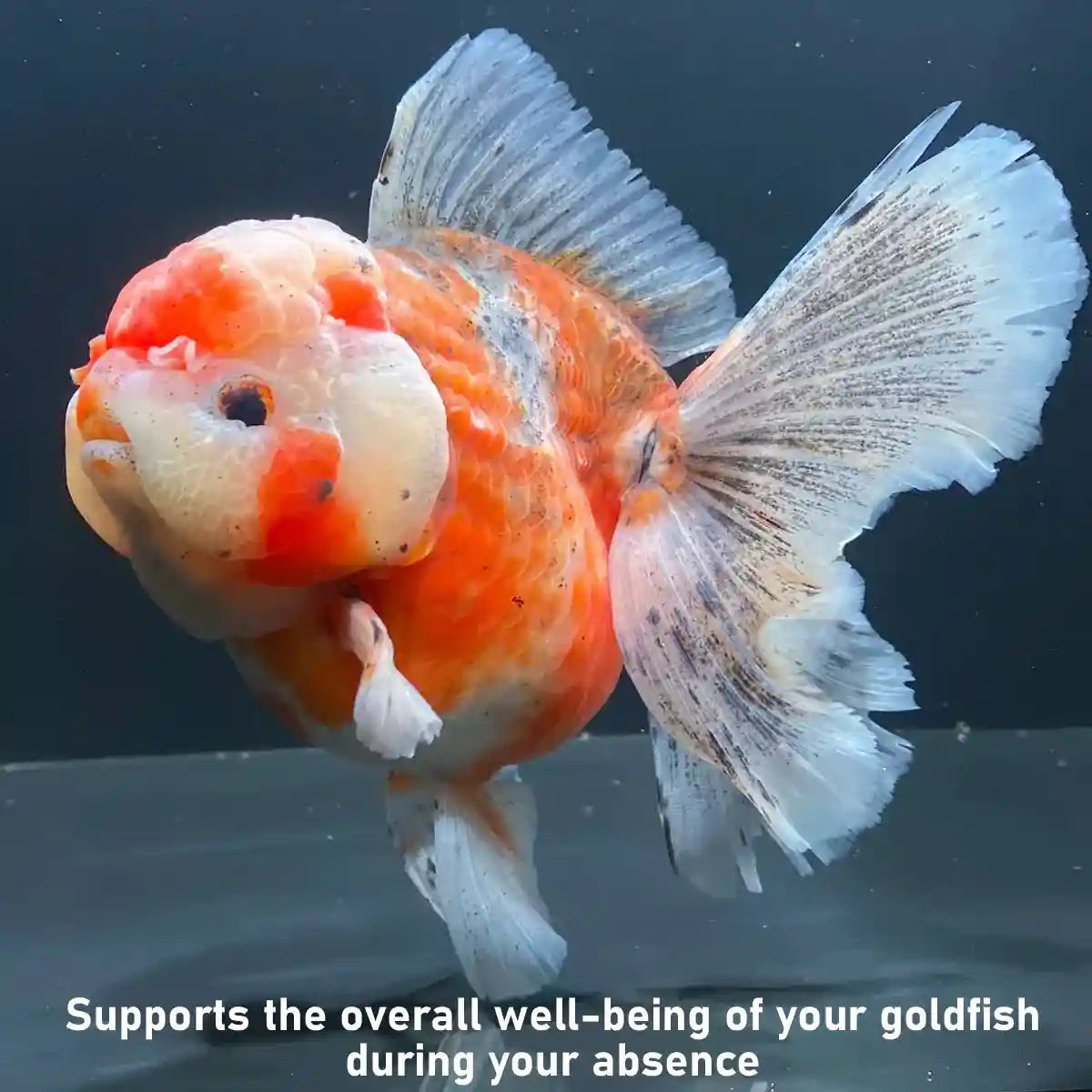TETRA GOLDFISH WEEKEND 10CT 9G