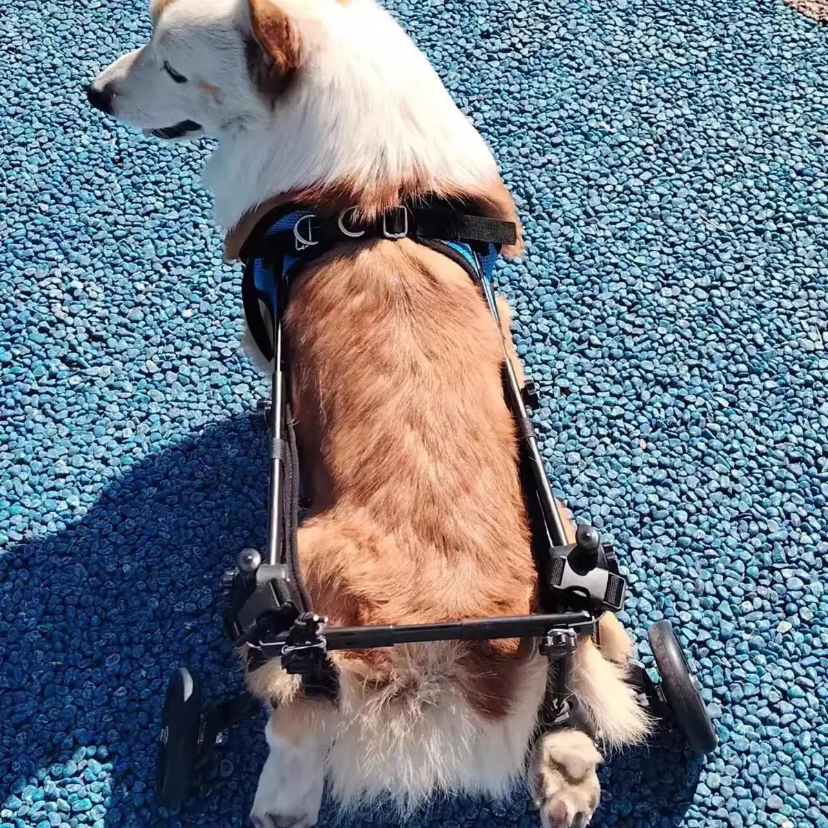 Adjustable Pet Wheelchair for Disabled Dogs and Cats (5.5–10kg)