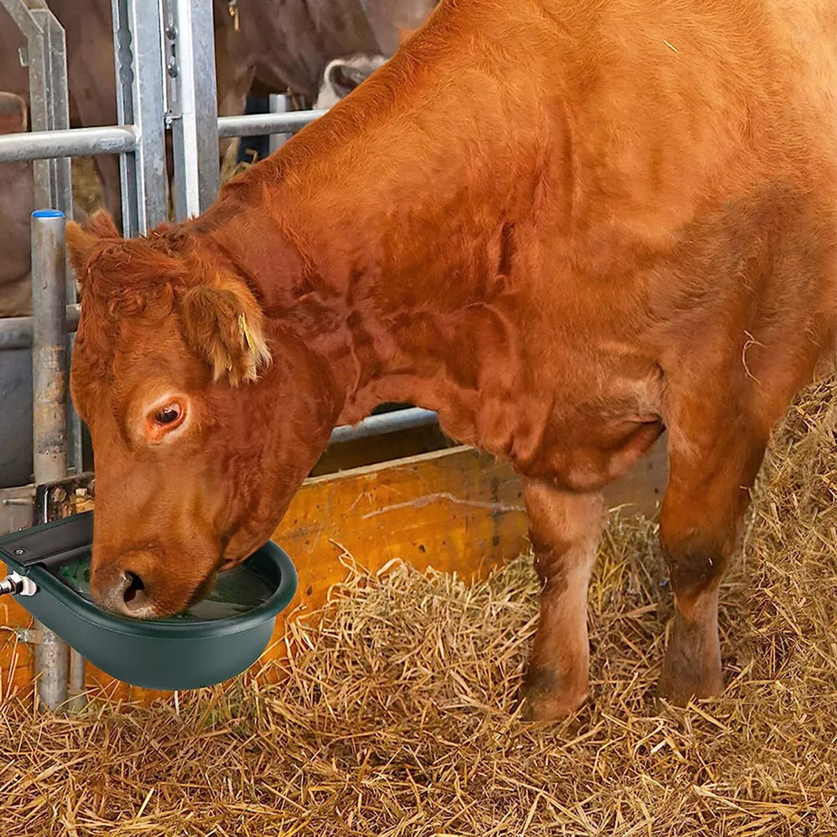 Livestock Water Bowl Cattle Waterer Sheep Horse Drinking Bowl Automatic Feeder