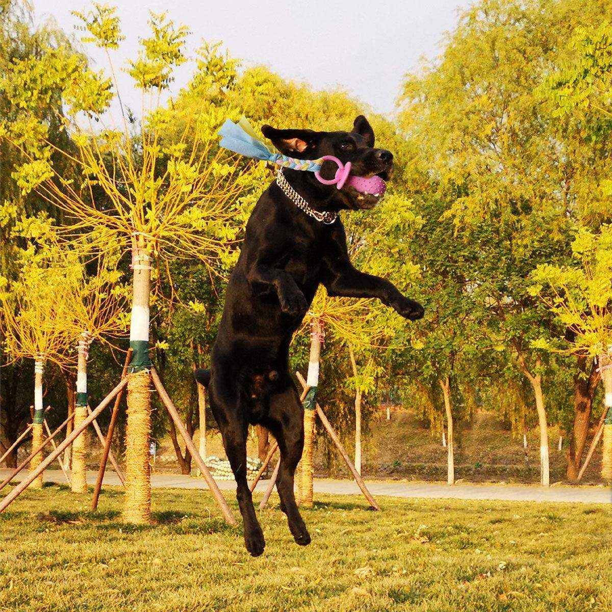 Pacifier Tug Rope Set with Dog Chew Toy for Puppies and Small Dogs