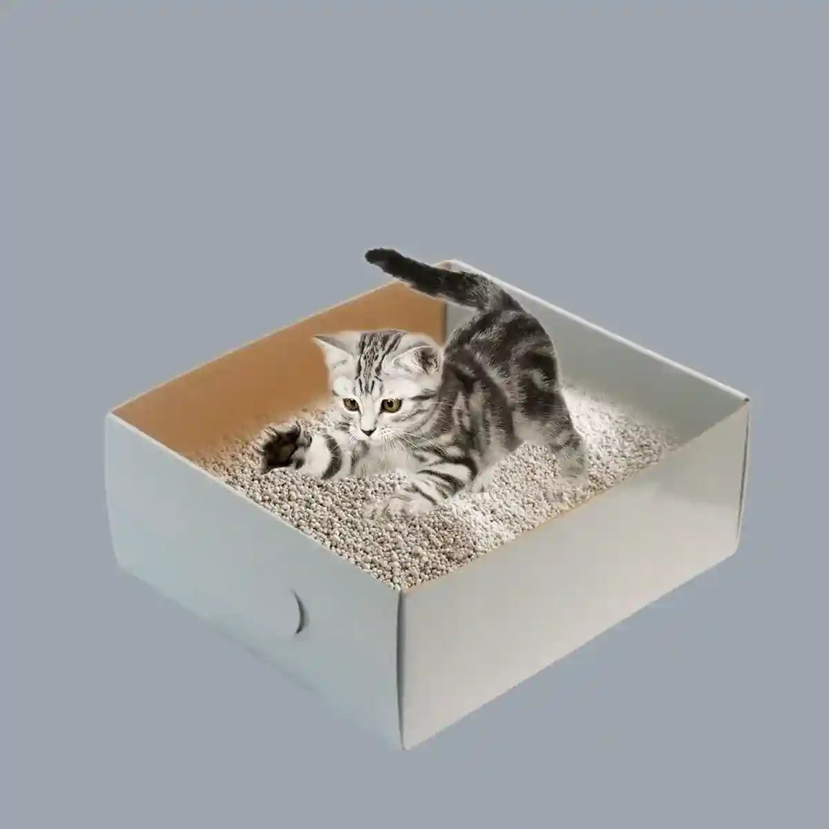 5pcs Disposable Cat Litter Box Set for Travel & Temporary Use