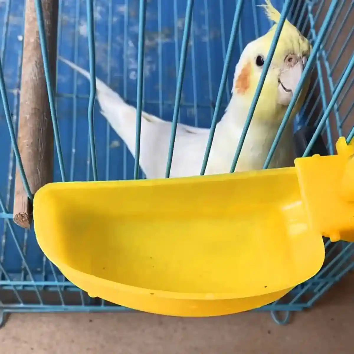 12PCS Automatic Bird Drinker Bowl for Quail and Small Poultry Cages