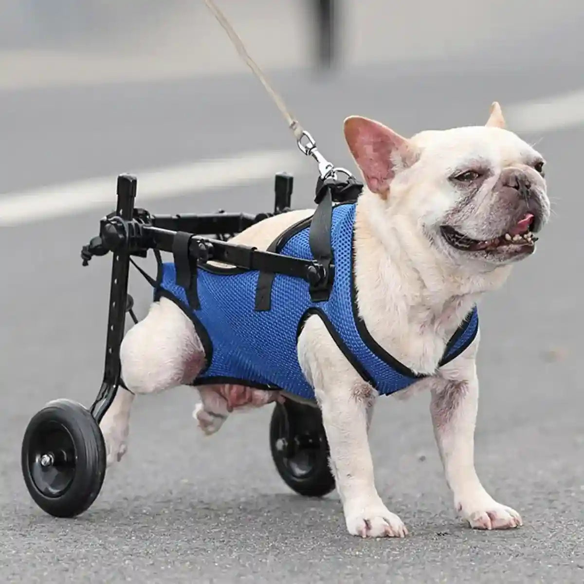 Adjustable Pet Wheelchair for Disabled Dogs and Cats (5.5–10kg)