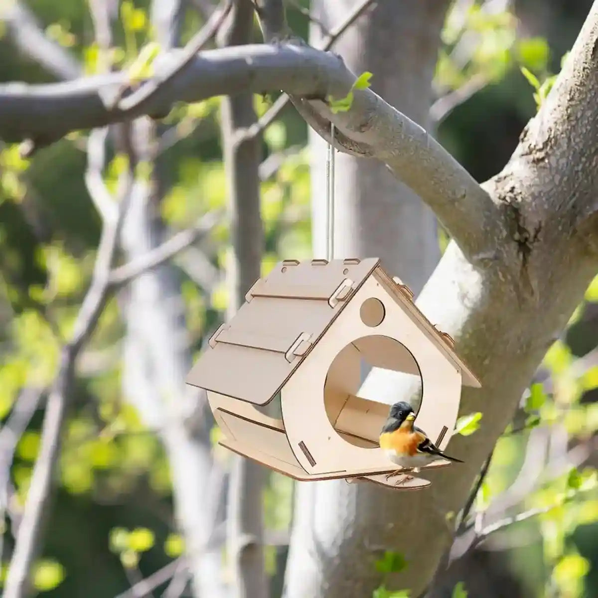 Creative DIY Garden Décor with Wooden Bird Feeder Kit
