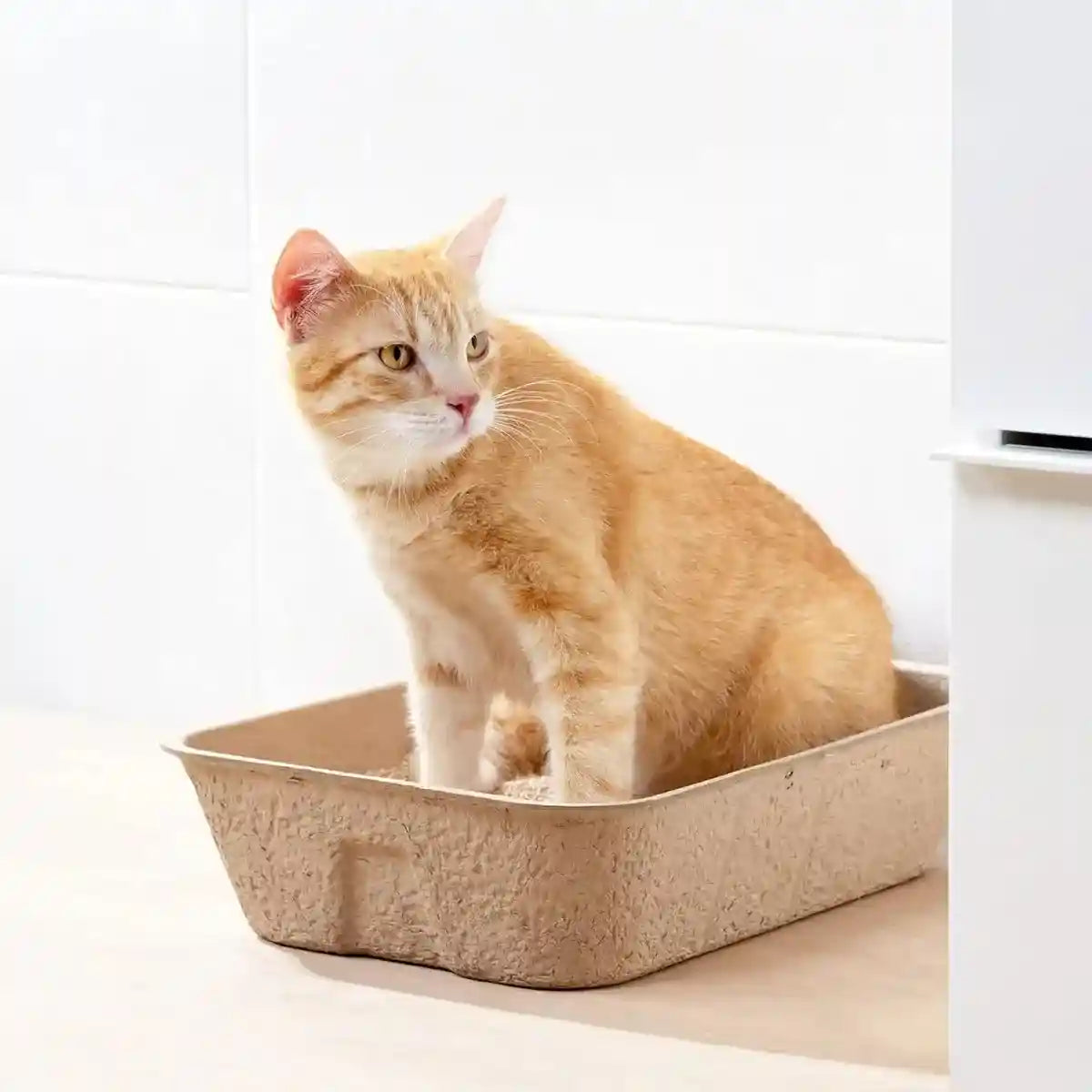 10PCS Disposable Cat Litter Boxes Biodegradable Pulp with U-Shape Entry