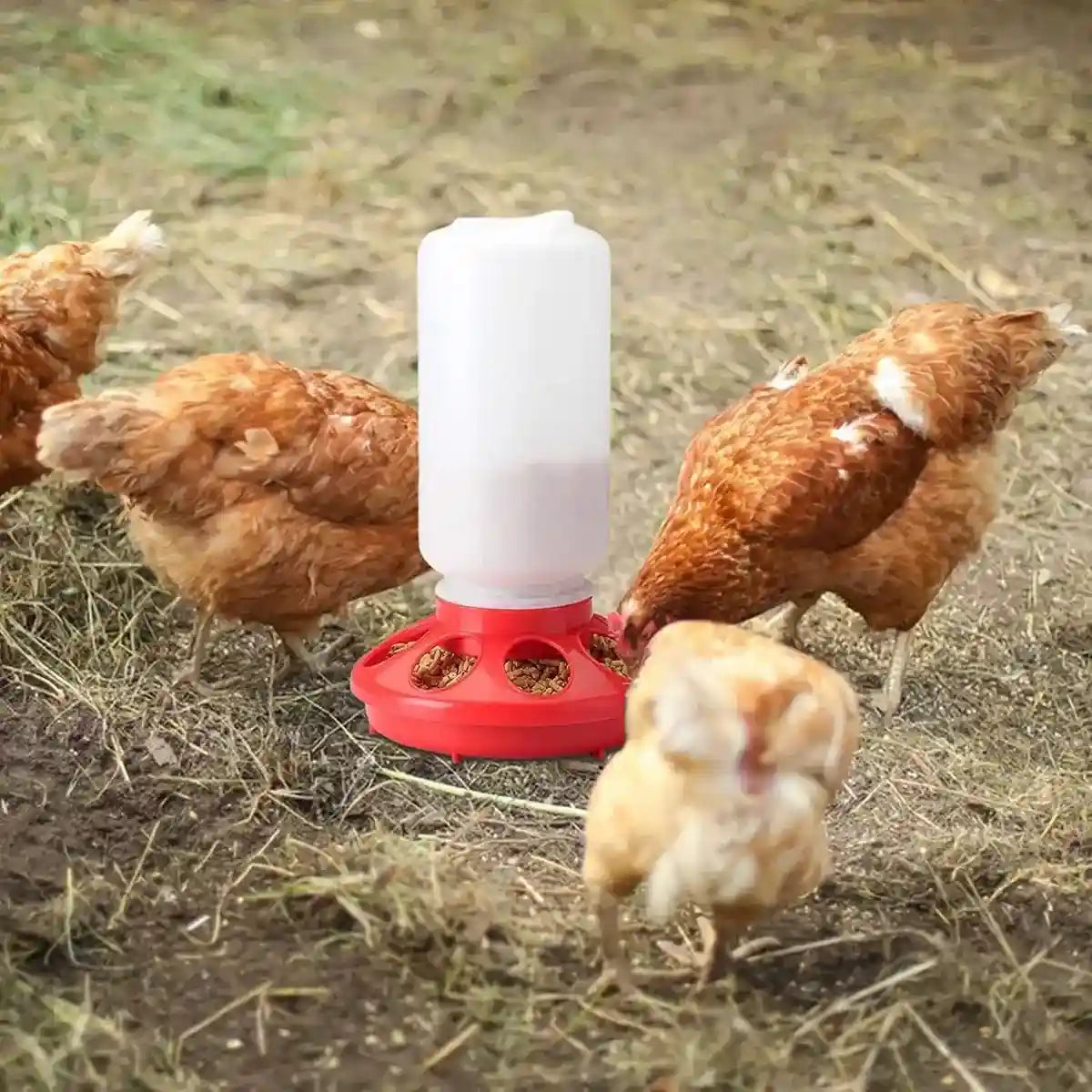 Space-Saving Chick Waterer Set with Adjustable Poultry Feeder