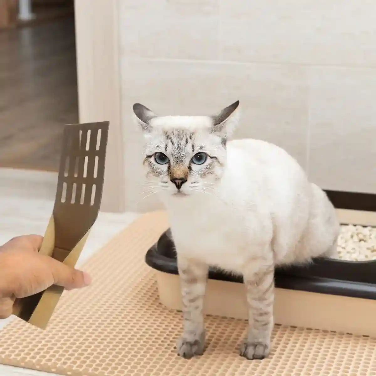 20PCS Disposable Cat Litter Scoops Biodegradable Cardboard Design