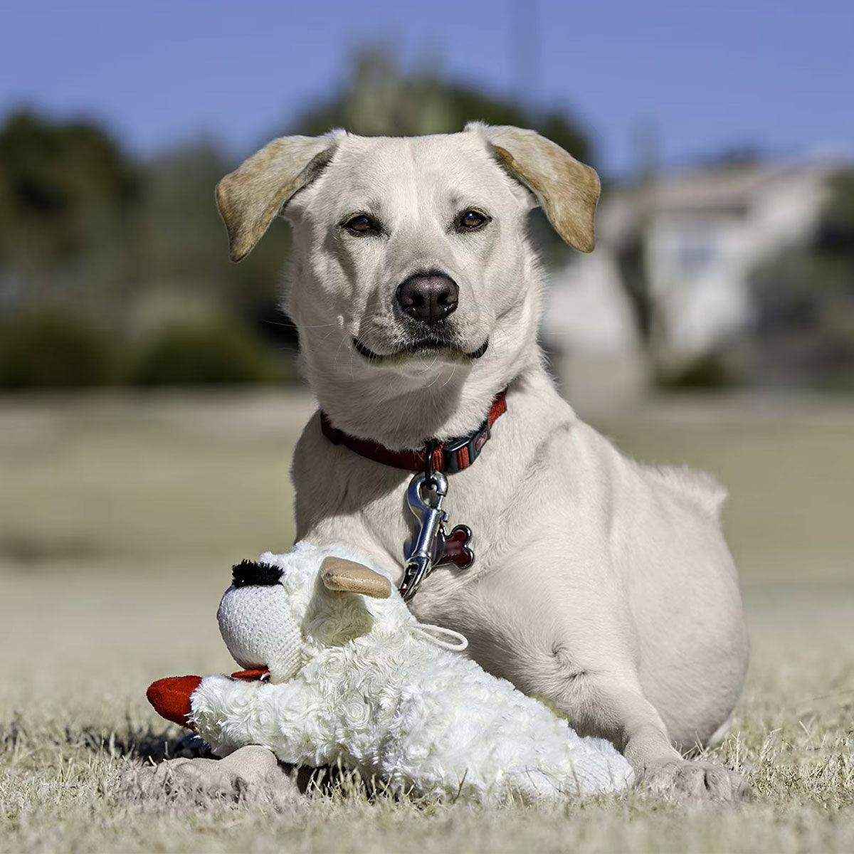 Soft Plush Dog Toy with Squeaker Chew & Interactive Play