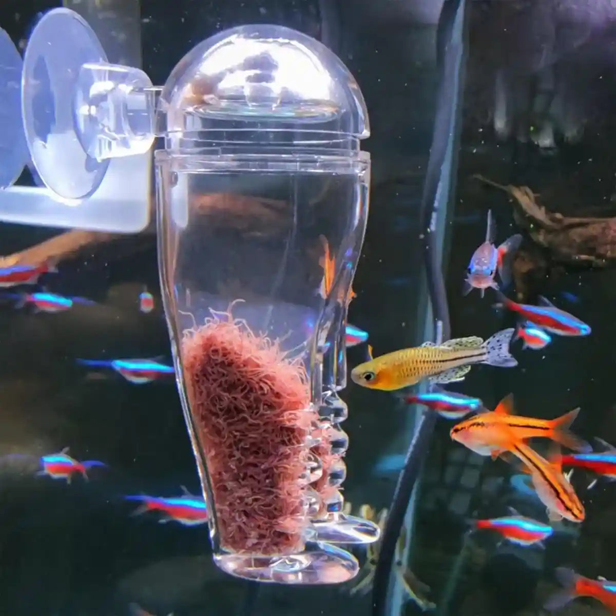 Acrylic Pants-Shaped Feeder for Fish Aquarium Live Food Feeder