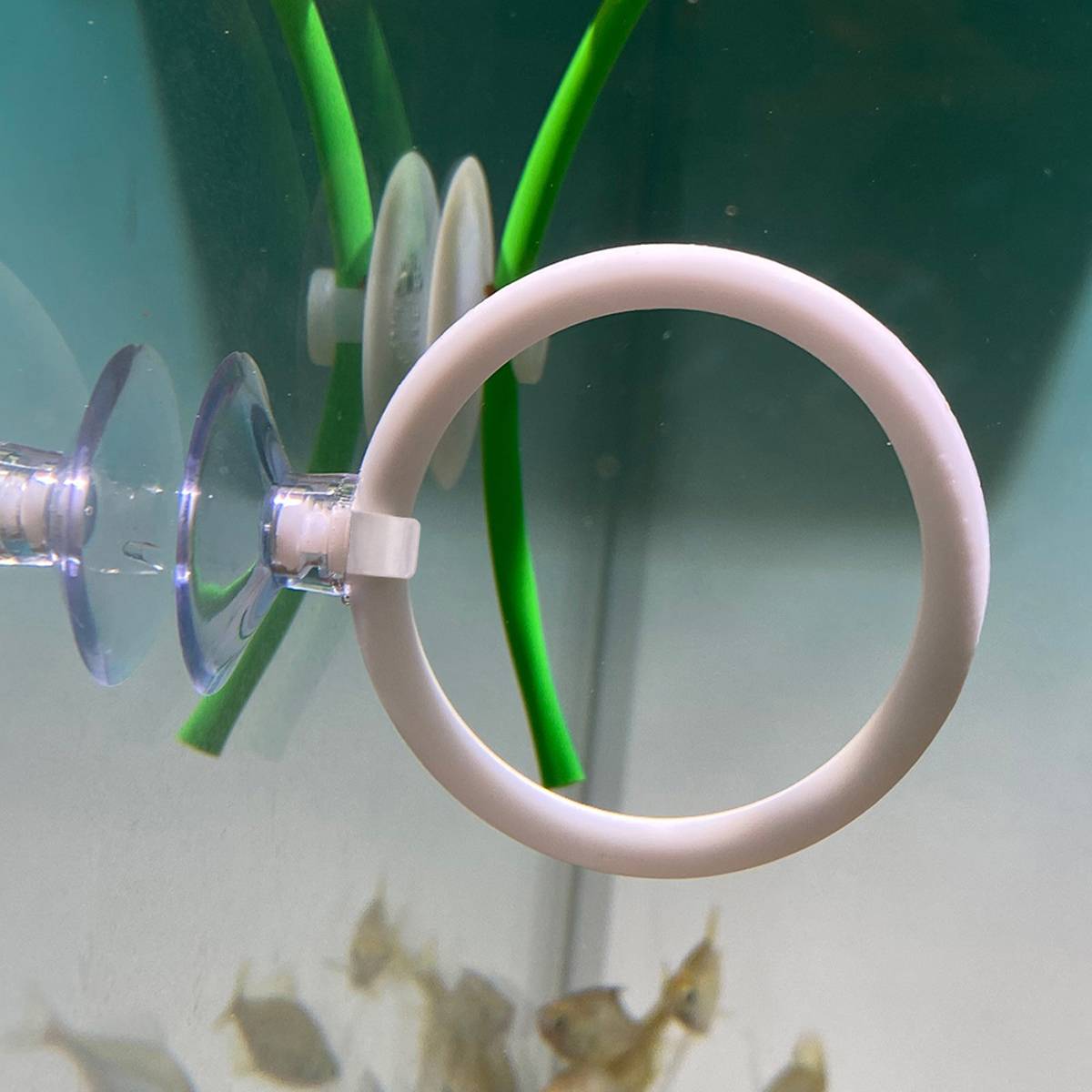Betta Fish Training Ring 2PCS - Goldfish Show Practice Hoops