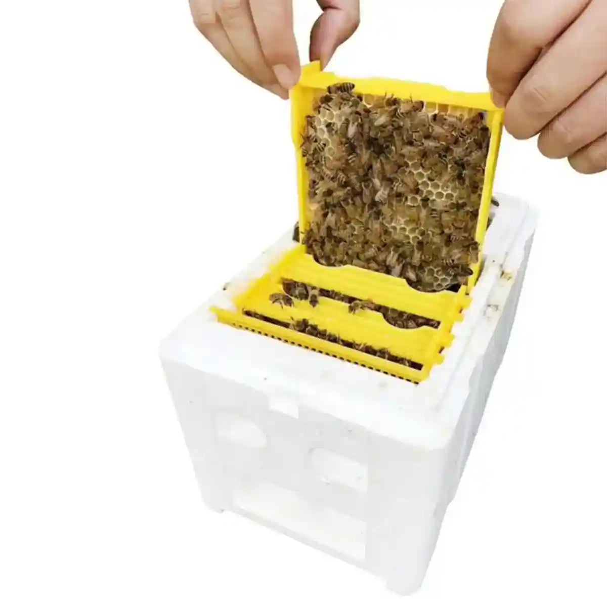 Insulated Foam Bee Boxes for Queen Rearing and Hive Expansion