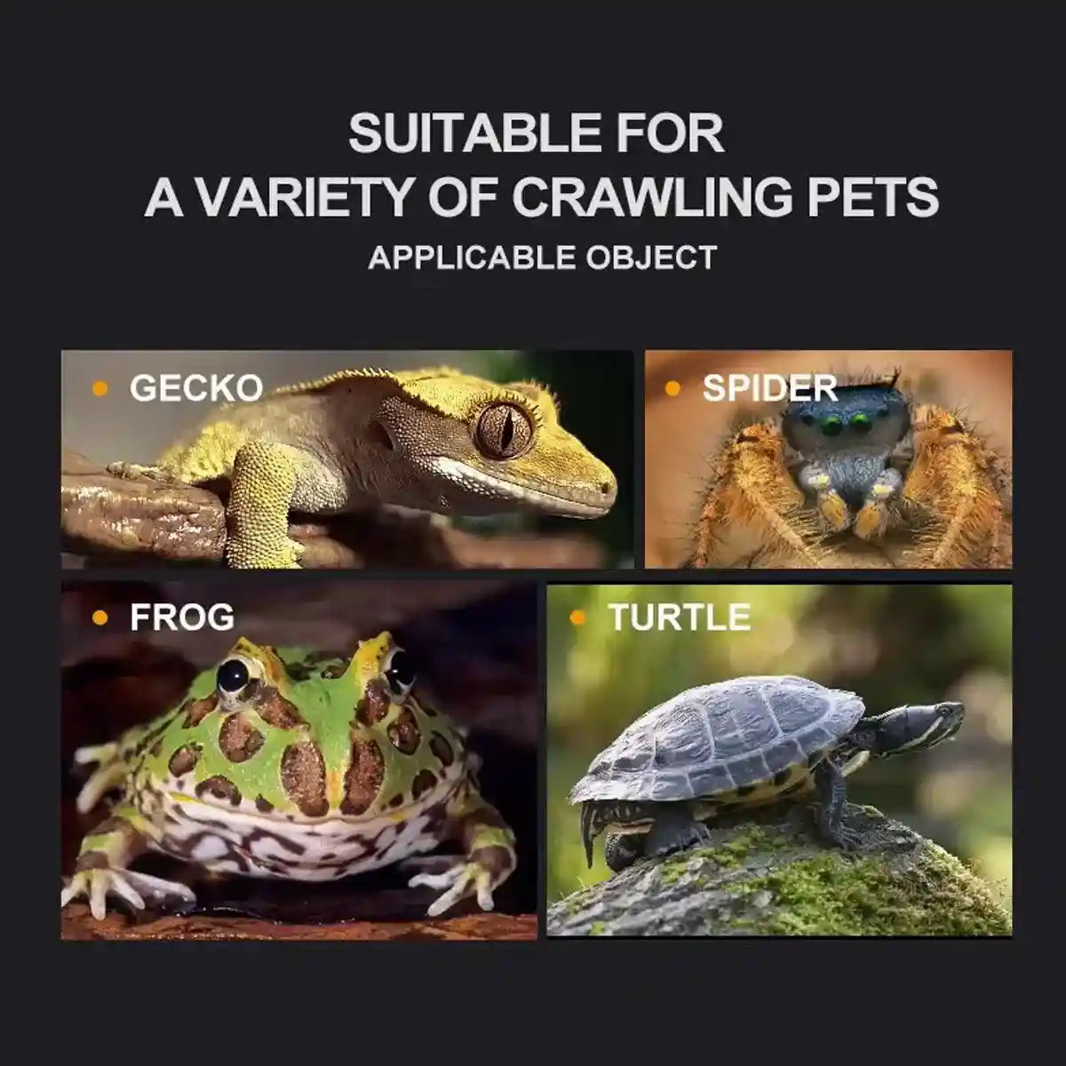 Clear Reptile Feeder Box With Locking Lid & Thermometer Slot