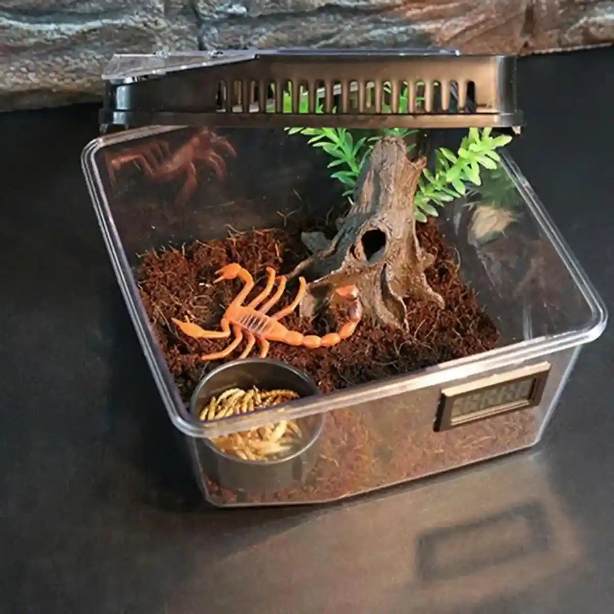 Clear Reptile Feeder Box With Locking Lid & Thermometer Slot