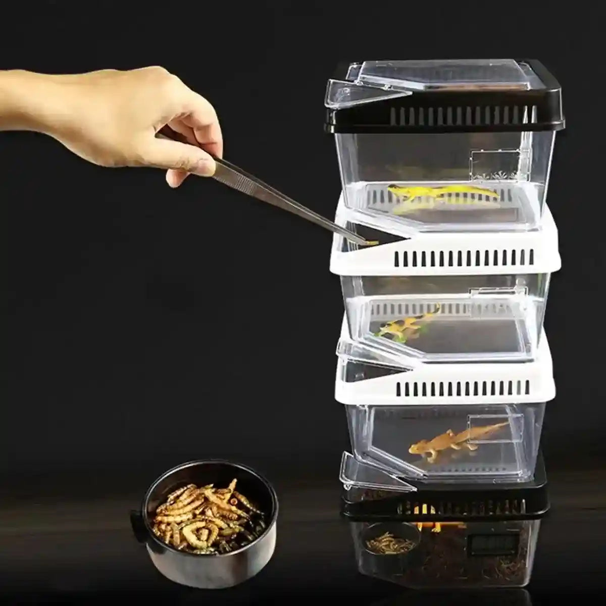 Clear Reptile Feeder Box With Locking Lid & Thermometer Slot