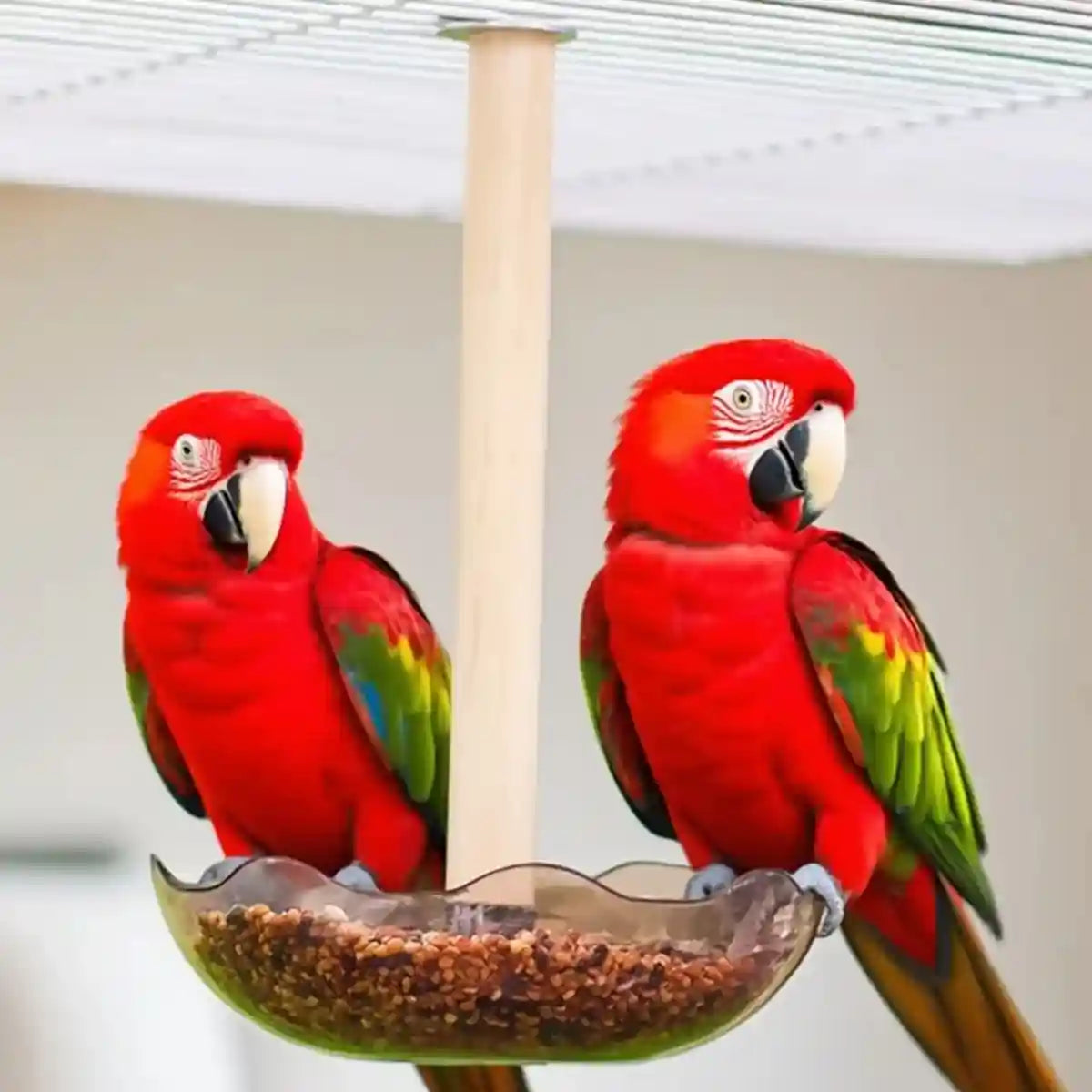 Transparent Bird Feeding Bowl with Perch for Parrots and Lovebirds