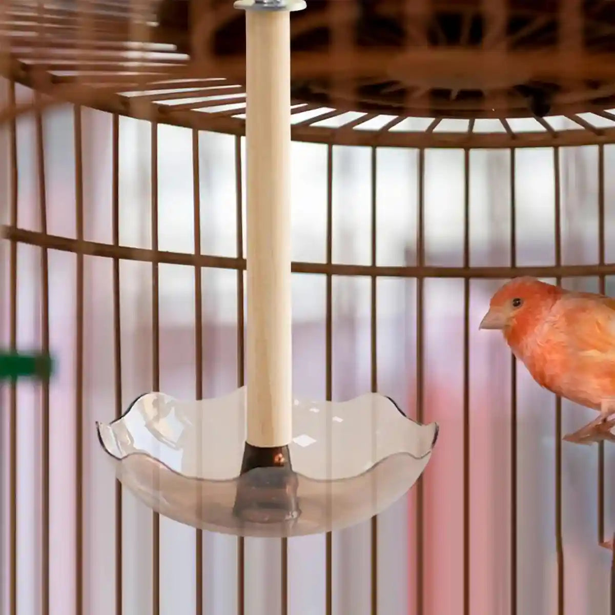 Transparent Bird Feeding Bowl with Perch for Parrots and Lovebirds