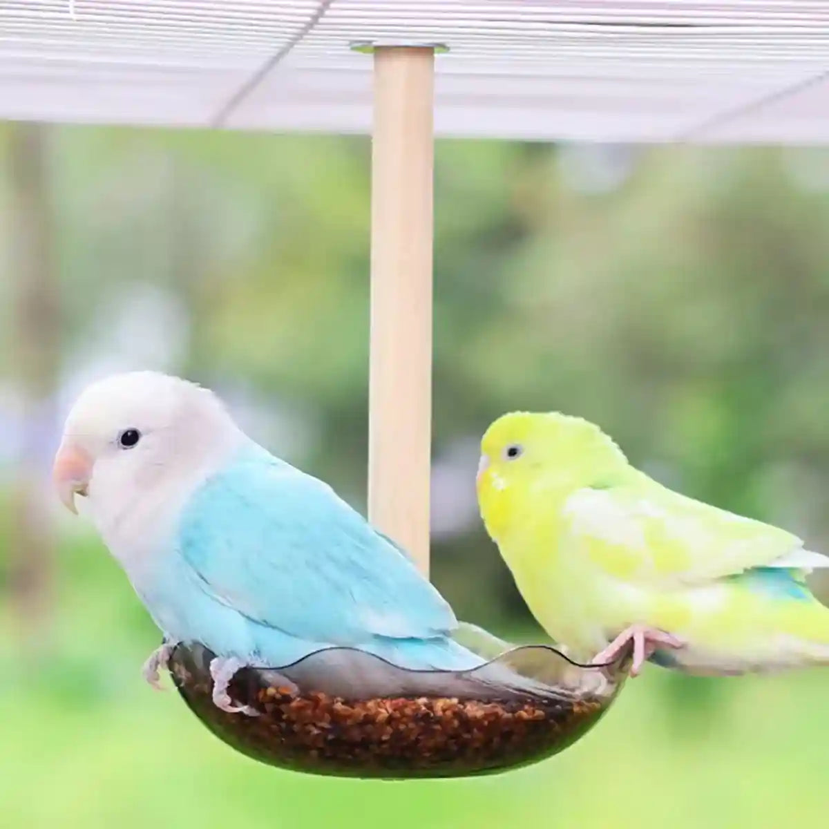 Transparent Bird Feeding Bowl with Perch for Parrots and Lovebirds
