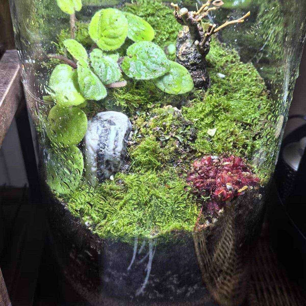 Transparent Cylindrical Pet Breeding Box