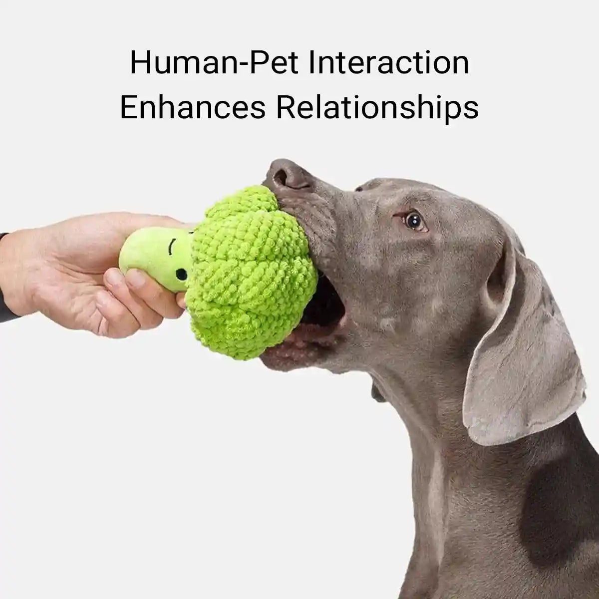 Broccoli Dog Plush Toy With Squeaker