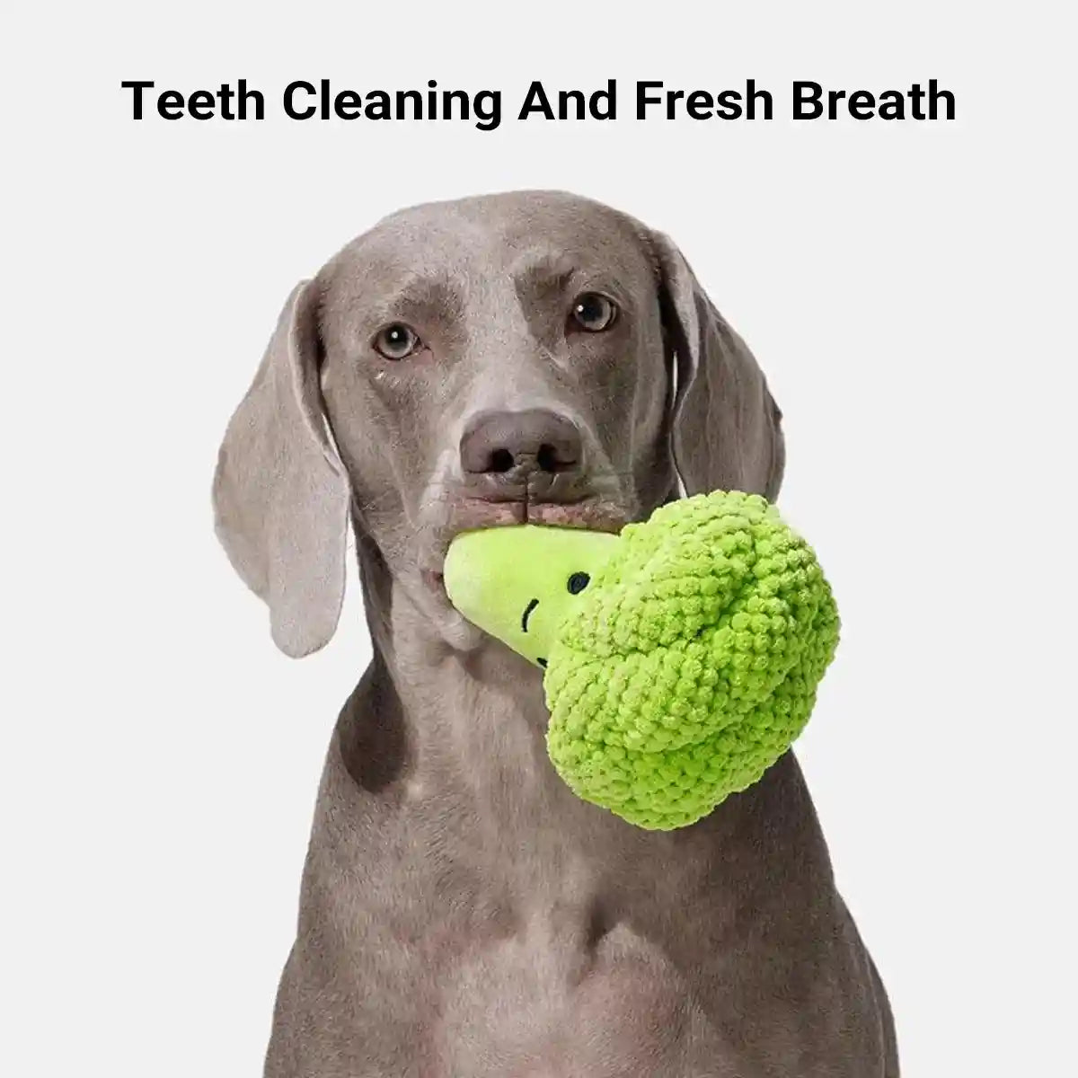 Broccoli Dog Plush Toy With Squeaker