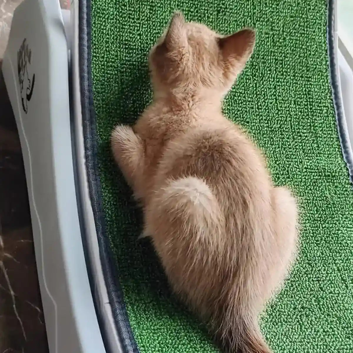 Cat Wheel Running Toy Fitness Exerciser Workout Treadmill Machine Circle Wood