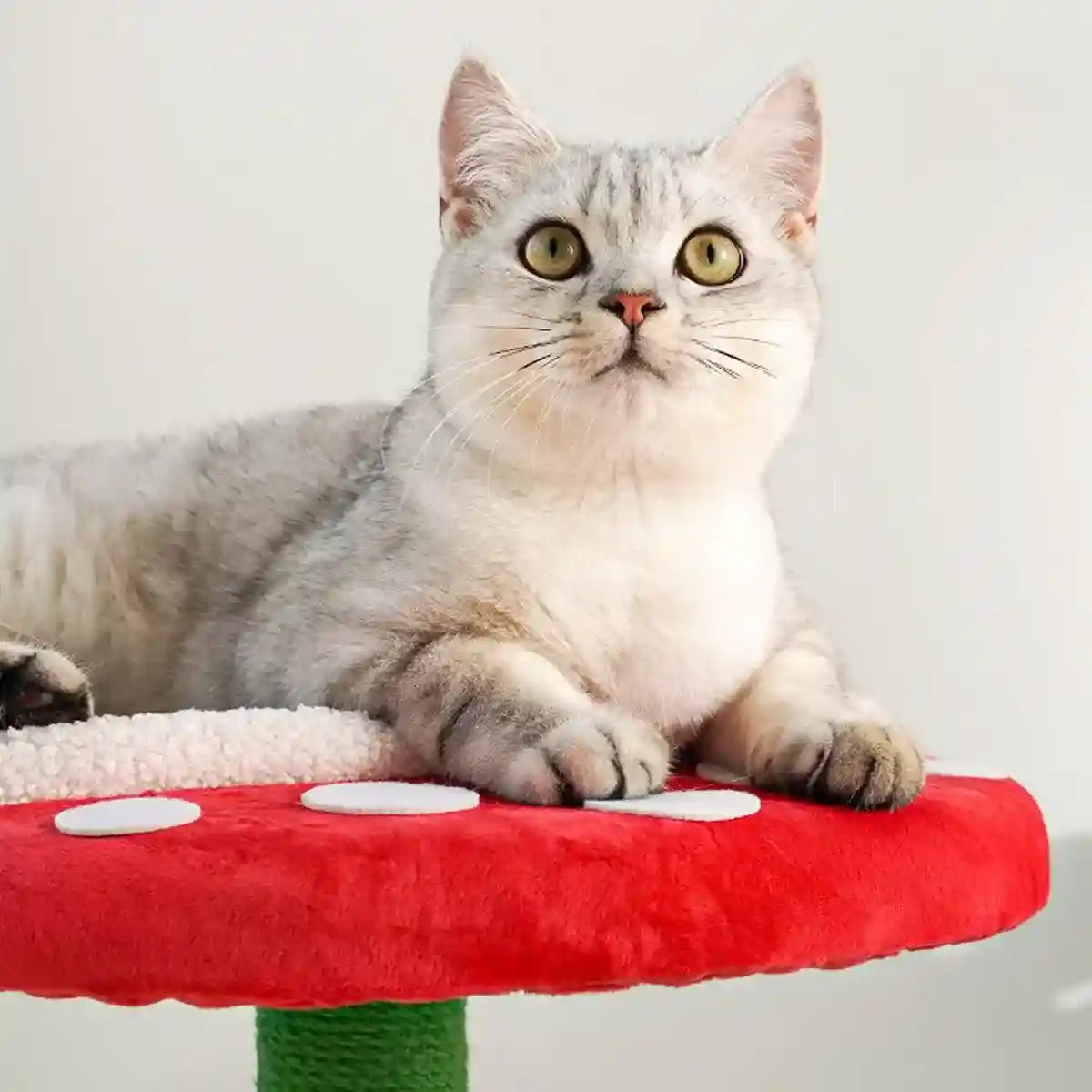 Unique Cat Climbing Frame Add Fun and Flair