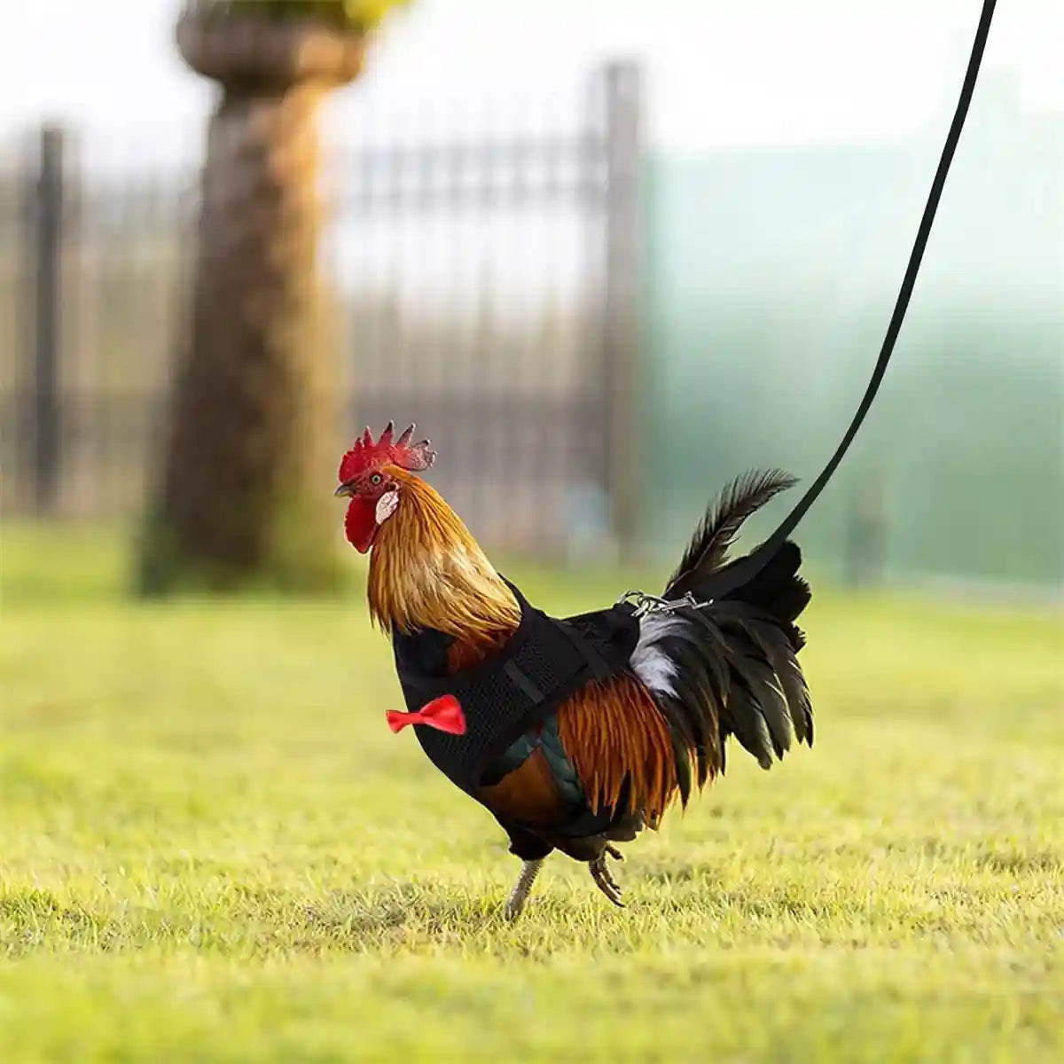 Adjustable Chicken Harness with Leash Breathable Mesh Vest for Poultry