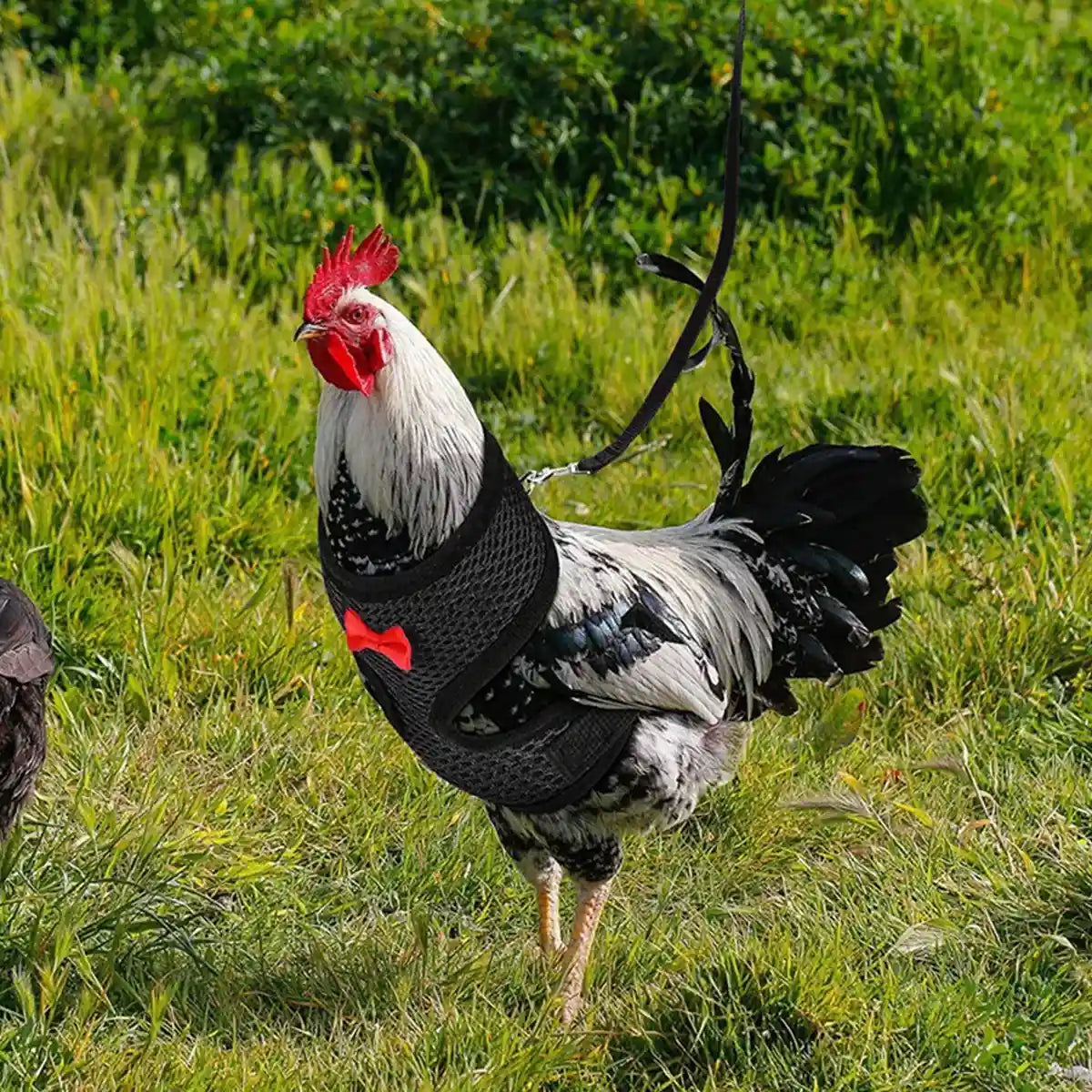 Adjustable Chicken Harness with Leash Breathable Mesh Vest for Poultry
