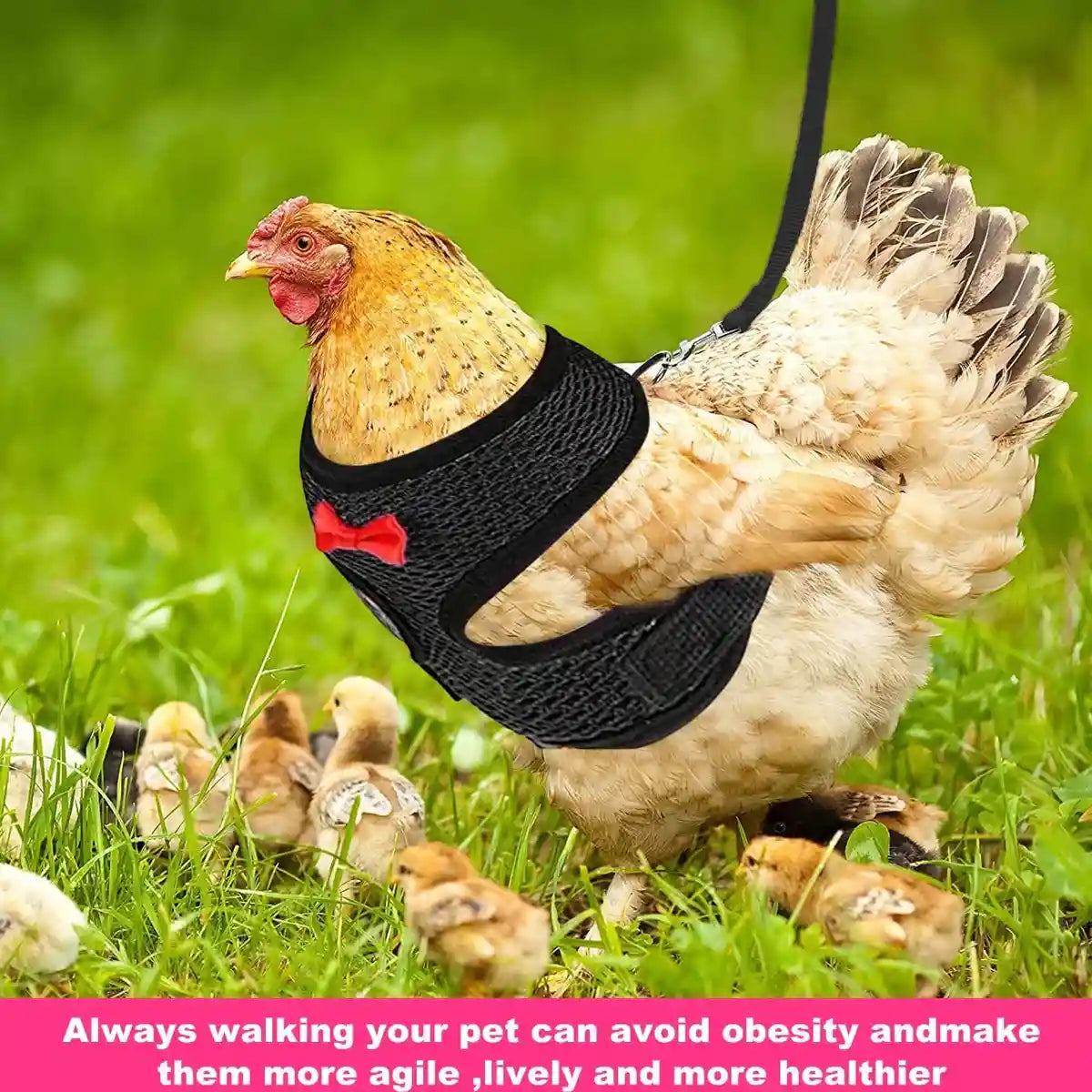 Adjustable Chicken Harness with Leash Breathable Mesh Vest for Poultry