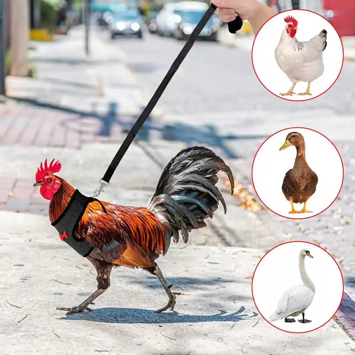 Adjustable Chicken Harness with Leash Breathable Mesh Vest for Poultry