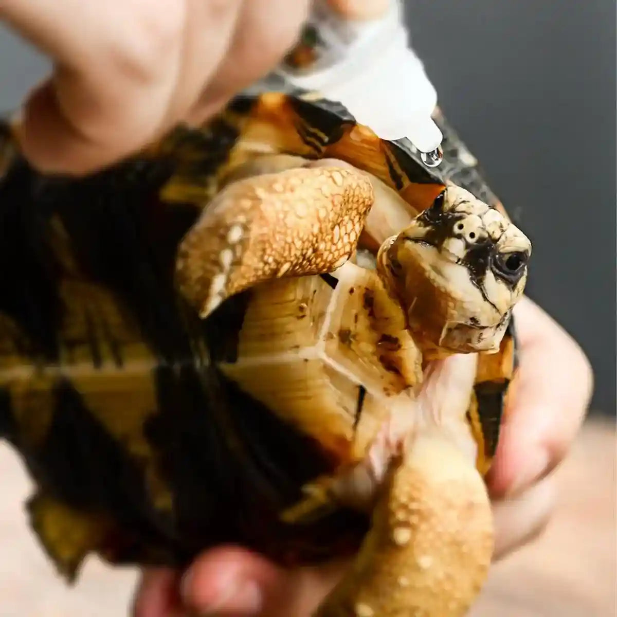 Chloramphenicol Turtle Eye Drops Antibacterial Care for Healthy Reptile Eyes