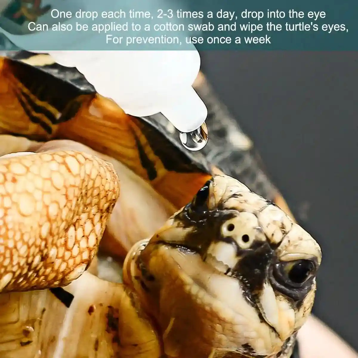 Chloramphenicol Turtle Eye Drops Antibacterial Care for Healthy Reptile Eyes