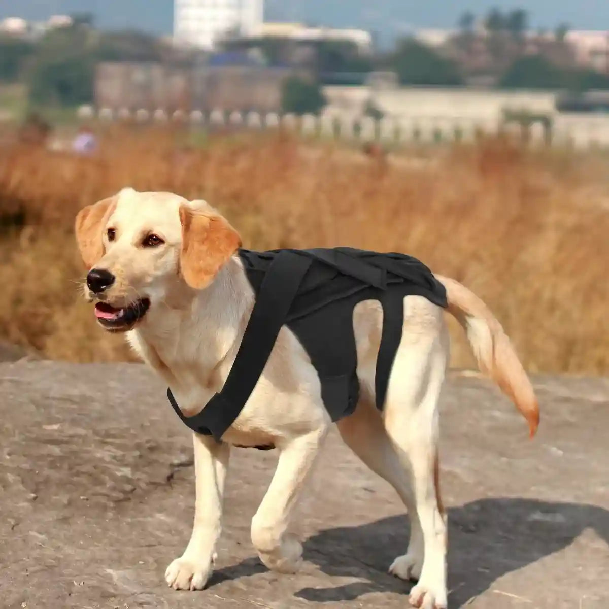 Dog Back Support Brace Full-Length Spinal Support Vest